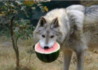 watermelonwolf.png