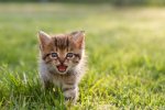 kitten-malcom-macgregor-moment-gettyimages-140115233.jpg