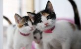 blog-kittens-are-coming-2022.jpg